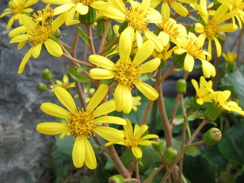 Farfugium japonicum