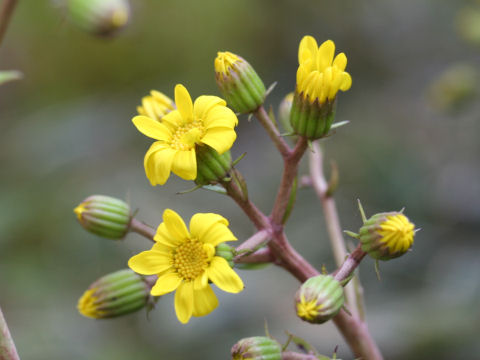 Farfugium japonicum