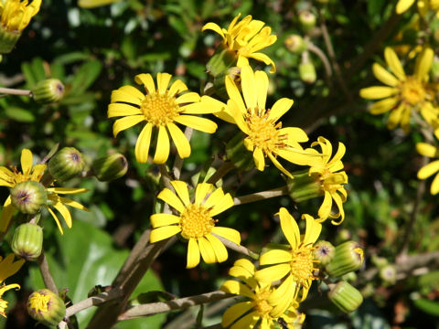 Farfugium japonicum