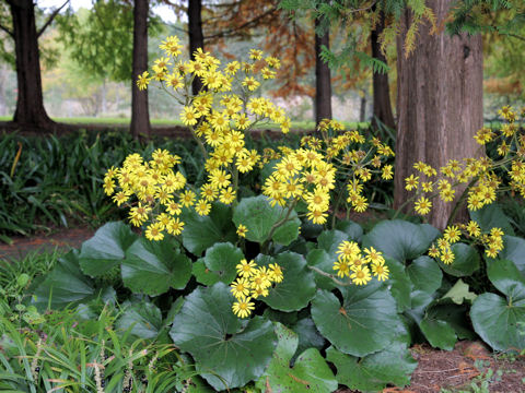 Farfugium japonicum