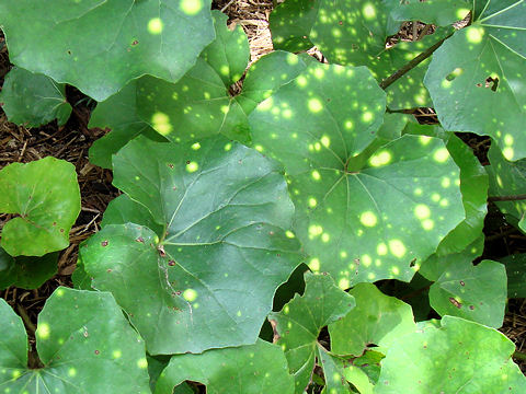 Farfugium japonicum