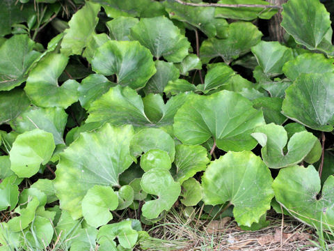 Farfugium japonicum