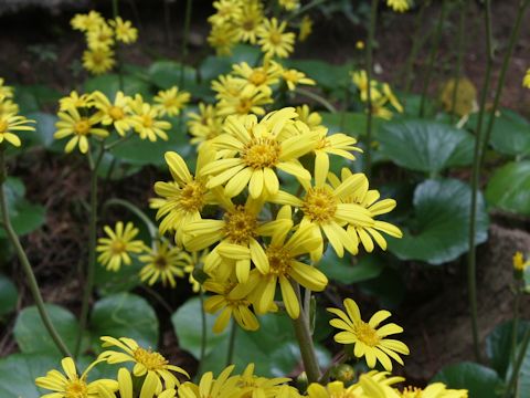 Farfugium japonicum