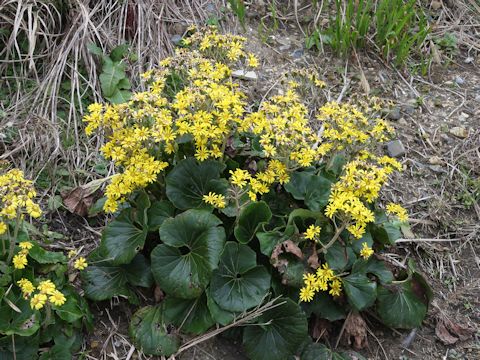 Farfugium japonicum