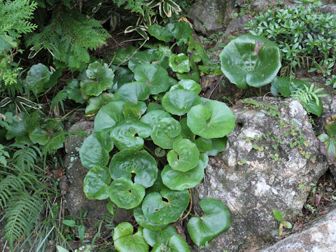 Farfugium japonicum