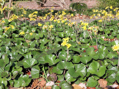 Farfugium japonicum