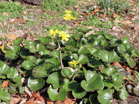 Farfugium japonicum