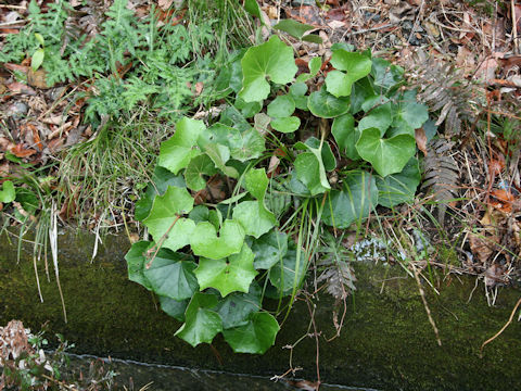 Farfugium japonicum