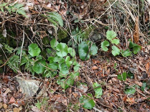 Farfugium japonicum