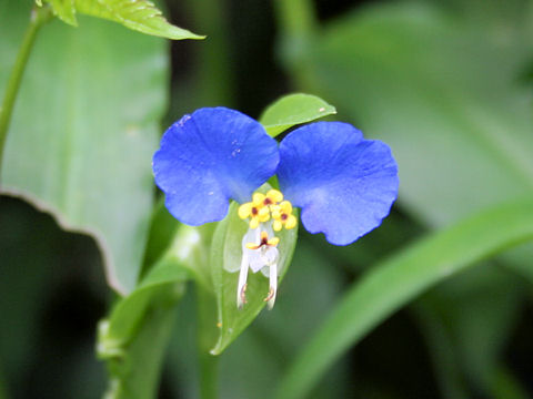 Commelina communis