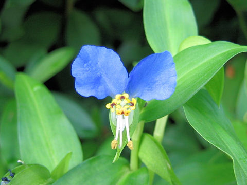 Commelina communis