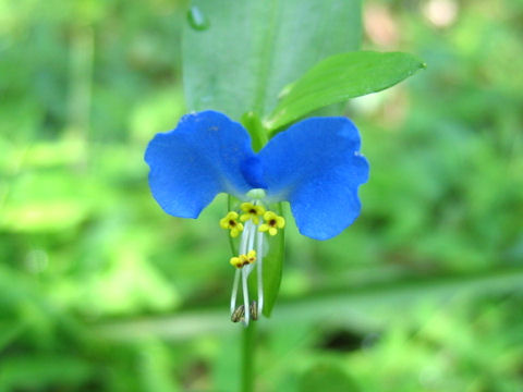 Commelina communis