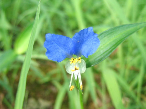 Commelina communis