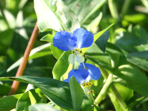 Commelina communis