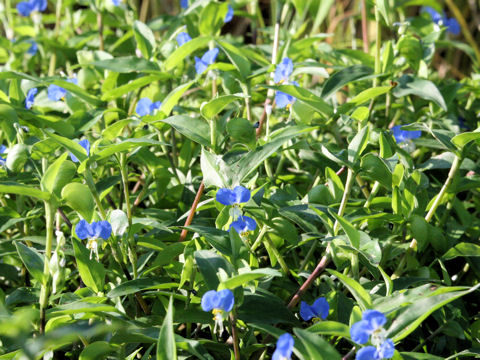 Commelina communis