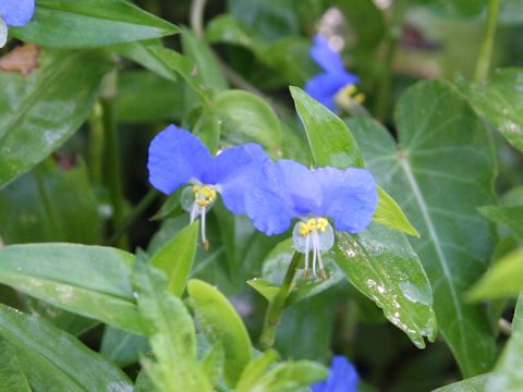 Commelina communis