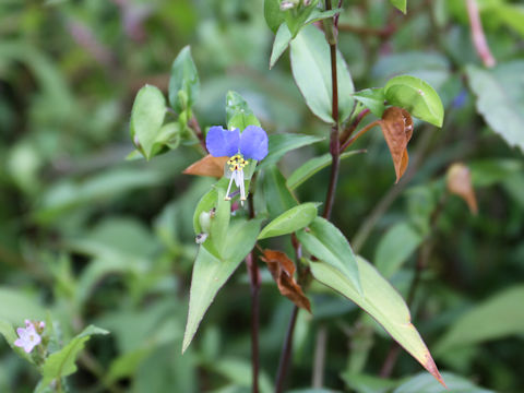 Commelina communis