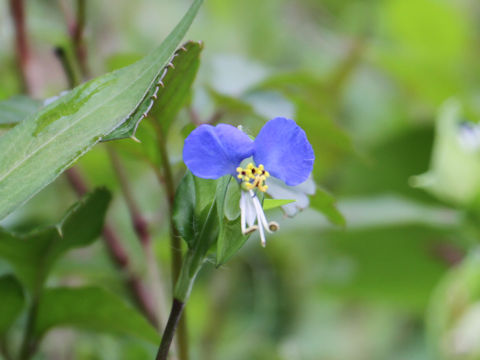 Commelina communis