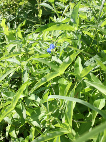 Commelina communis