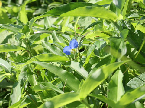 Commelina communis