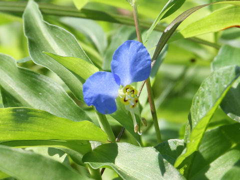 Commelina communis