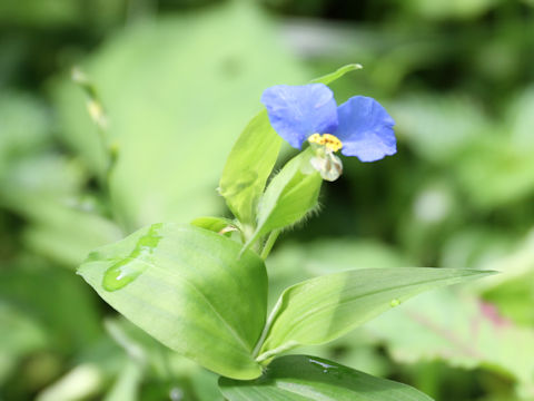 Commelina communis