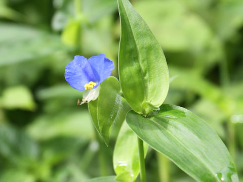 Commelina communis