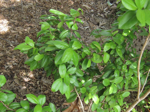 Myrcianthes fragrans