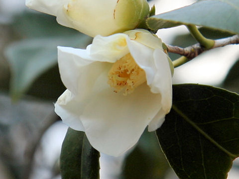 Camellia wabisuke cv. Wabisuke