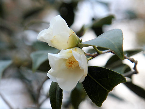 Camellia wabisuke cv. Wabisuke
