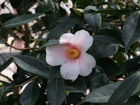 Camellia wabisuke cv. Showa Wabisuke