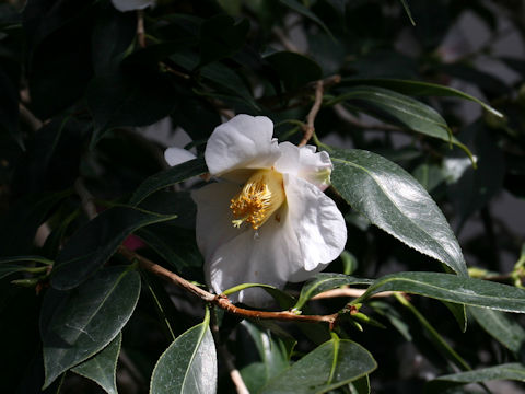 Camellia wabisuke cv. Showa Wabisuke