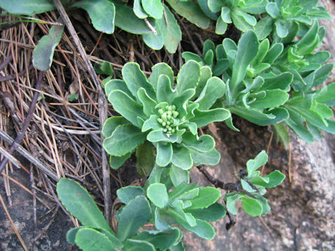 Crepidiastrum platyphyllum