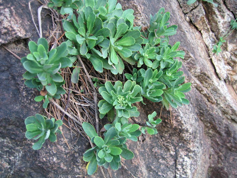 Crepidiastrum platyphyllum