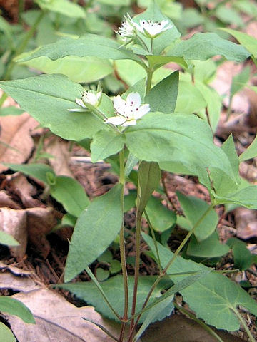 Pseudostellaria heterophylla