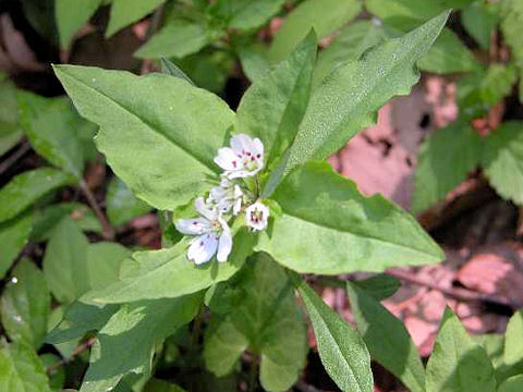 Pseudostellaria heterophylla