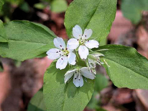 Pseudostellaria heterophylla