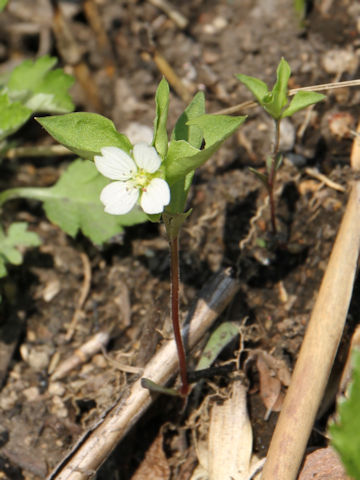 Pseudostellaria heterophylla