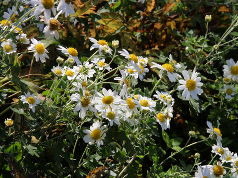 Chrysanthemum japonucum var. wakasaense