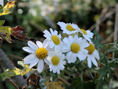 Chrysanthemum japonucum var. wakasaense