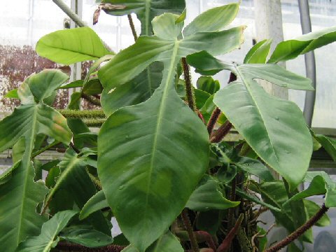 Philodendron squamiferum