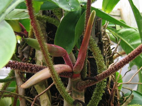 Philodendron squamiferum