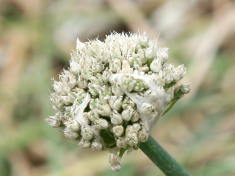 Allium fistulosum var. caespitosum