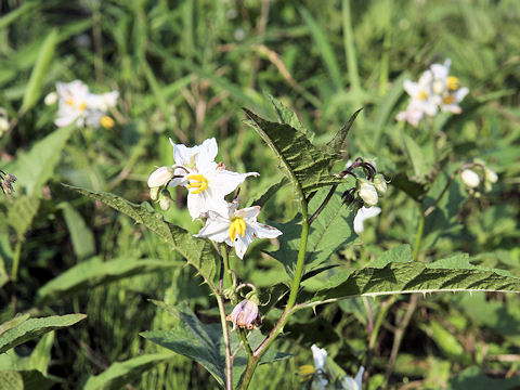 Solanum carolinense