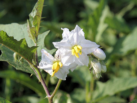 Solanum carolinense