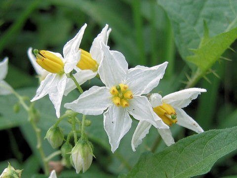 Solanum carolinense