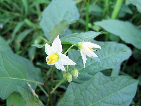 Solanum carolinense