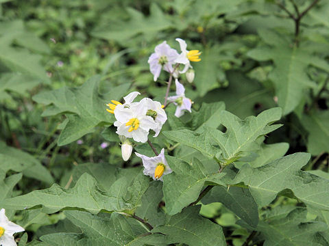 Solanum carolinense