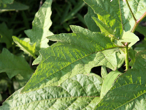 Solanum carolinense