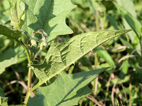 Solanum carolinense